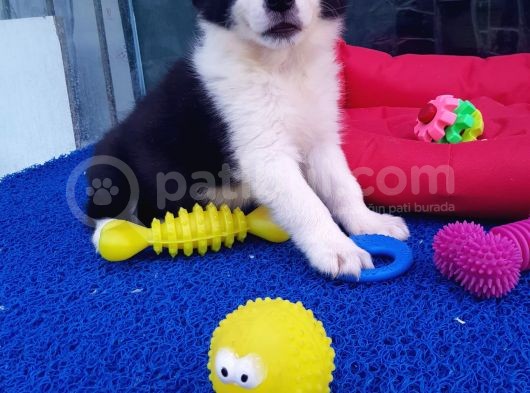 Orji̇nal Border Collie Yavrularücretsi̇z Deği̇ldi̇r