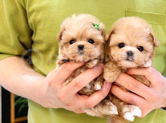 Saglik Ve İrk Garanti̇li̇ Toy Poodle Yavrularimiz görsel