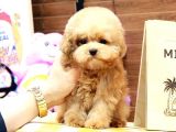 SEVGİ ARSIZI OYUNCU TOY POODLE YAVRULAR