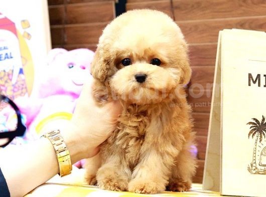 Sevgi̇ Arsizi Oyuncu Toy Poodle Yavrular