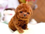 SHOW KALİTE RED BROWN TOY POODLE BEBEKLERİM