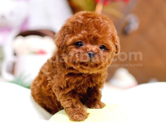 Show Kali̇te Red Brown Toy Poodle Bebekleri̇m