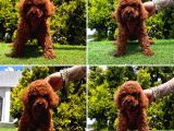 Show Kalite Toy Poodle Yavrular