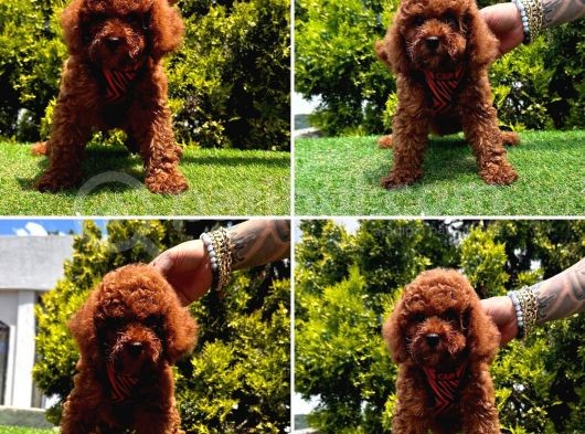 Show Kalite Toy Poodle Yavrular