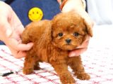Süper Kali̇tedeki̇ Kore Kani Toy Poodle Bebeklerimiz