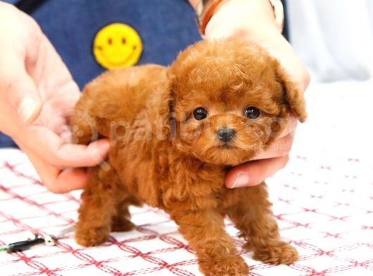 Süper Kali̇tedeki̇ Kore Kani Toy Poodle Bebeklerimiz görsel