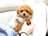 BEBEK YÜZLÜ TOY POODLE BEBEKLERIMIZ
