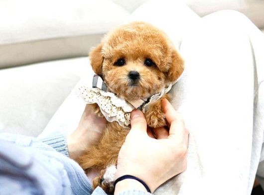 Bebek Yüzlü Toy Poodle Bebeklerimiz