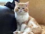 Orji̇nal Exoti̇c Shorthai̇r Çi̇ft