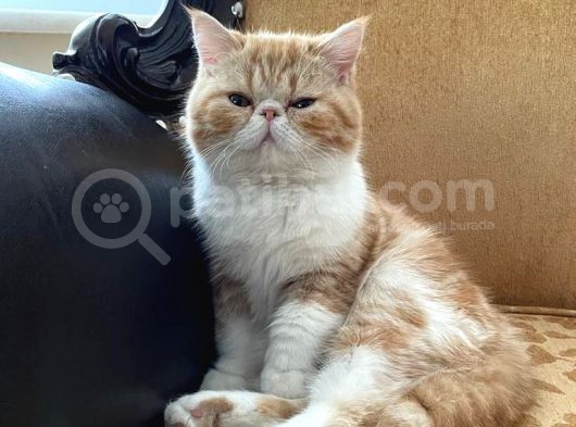 Orji̇nal Exoti̇c Shorthai̇r Çi̇ft görsel