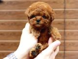 En İyi̇ Kore Kani Toy Poodle Yavrulari̇mi̇z