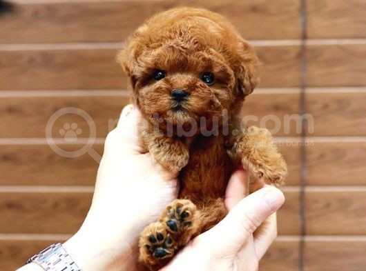 En İyi̇ Kore Kani Toy Poodle Yavrulari̇mi̇z görsel