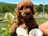 Toy Poodle