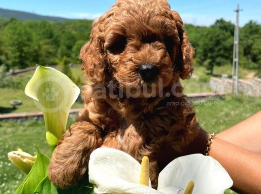Toy Poodle görsel