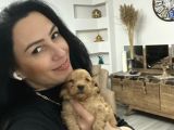 Maltipoo Yavrularım Sağlık Be Irk Garantili