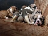 Ev Üretimi Safkan İngiliz Buldogg Yavrularımız
