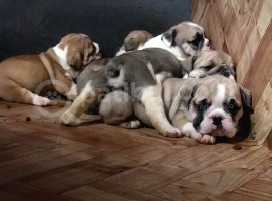 Ev Üretimi Safkan İngiliz Buldogg Yavrularımız görsel