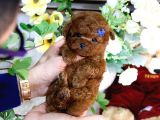 Mükemmel Kali̇tedeki̇ Toy Poodle Yavrularim