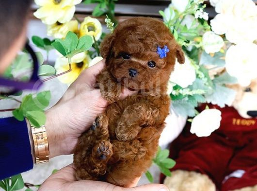 Mükemmel Kali̇tedeki̇ Toy Poodle Yavrularim görsel