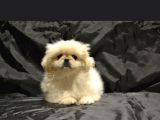 Ev Üretimi Safkan Pekines Yavrular