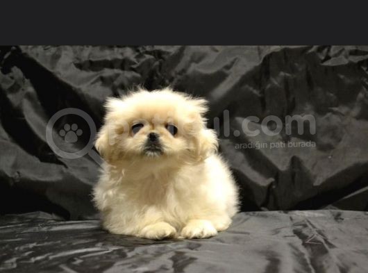 Ev Üretimi Safkan Pekines Yavrular görsel