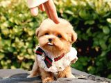 Kore Kani Oyuncu Toy Poodle Yavrularim
