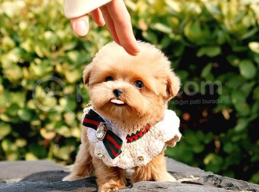 Kore Kani Oyuncu Toy Poodle Yavrularim görsel