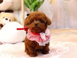 Kore Kani Red Brown Toy Poodle Yavrulari̇mi̇z