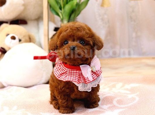 Kore Kani Red Brown Toy Poodle Yavrulari̇mi̇z görsel