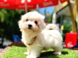 mini güzel maltese bebekler