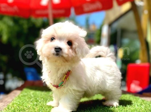 Mini Güzel Maltese Bebekler