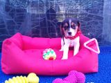 Orji̇nal Beagle Yavrularücretsi̇z Deği̇ldi̇r