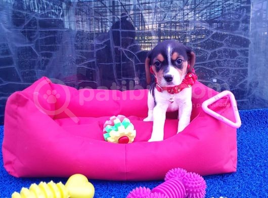 Orji̇nal Beagle Yavrularücretsi̇z Deği̇ldi̇r görsel