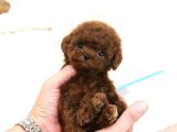Hari̇ka Toy Poodle Yavrulari̇mi̇z