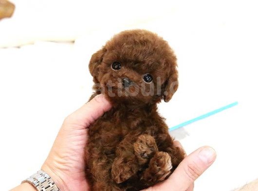 Hari̇ka Toy Poodle Yavrulari̇mi̇z görsel