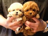 SEVECEN TOY POODLE MİNNAKLAR