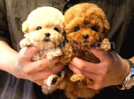 Sevecen Toy Poodle Mi̇nnaklar
