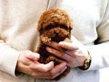 Akilli Sevi̇mli̇ Wc Eği̇ti̇mli̇ Toy Poodle Yavrular
