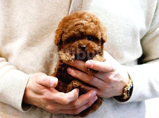 Akilli Sevi̇mli̇ Wc Eği̇ti̇mli̇ Toy Poodle Yavrular görsel