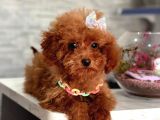 Toy Boy Poodle Bebeklerimiz