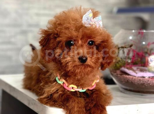 Toy Boy Poodle Bebeklerimiz görsel