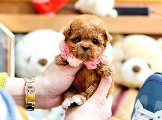 Sevgi̇ Dolu Toy Poodle Yavrularimiz görsel