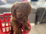 Orijinal Irk Efsane Toy Poodle Bebekler