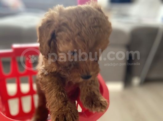 Orijinal Irk Efsane Toy Poodle Bebekler görsel