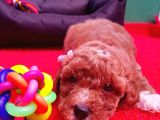 Orji̇nal Malti̇poo Yavrularücretsi̇z Deği̇ldi̇r