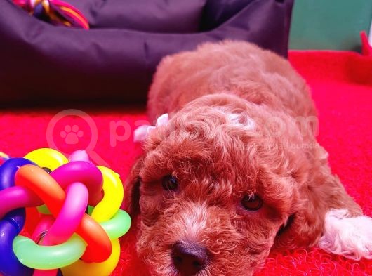 Orji̇nal Malti̇poo Yavrularücretsi̇z Deği̇ldi̇r görsel