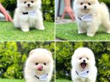 Show Kalite Pomeranian Boo Yavrular