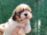 Sıfır Burun Shihtzu
