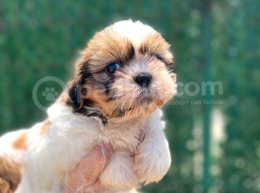 Sıfır Burun Shihtzu görsel