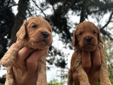 Sevecen Malti̇poo Yavrular